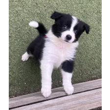 ♀︎ボーダーコリー