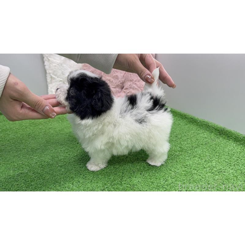 販売中の東京都のマルプー:マルチーズ×トイプードル-456332の8枚目