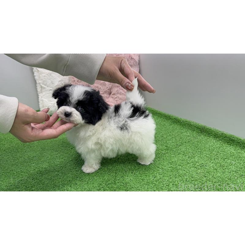 販売中の東京都のマルプー:マルチーズ×トイプードル-456332の7枚目