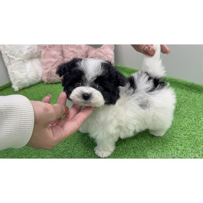 販売中の東京都のマルプー:マルチーズ×トイプードル-456332の6枚目