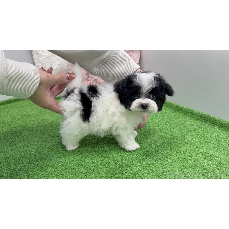 販売中の東京都のマルプー:マルチーズ×トイプードル-456332の4枚目