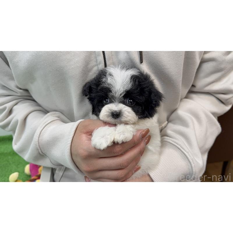 販売中の東京都のマルプー:マルチーズ×トイプードル-456332の3枚目