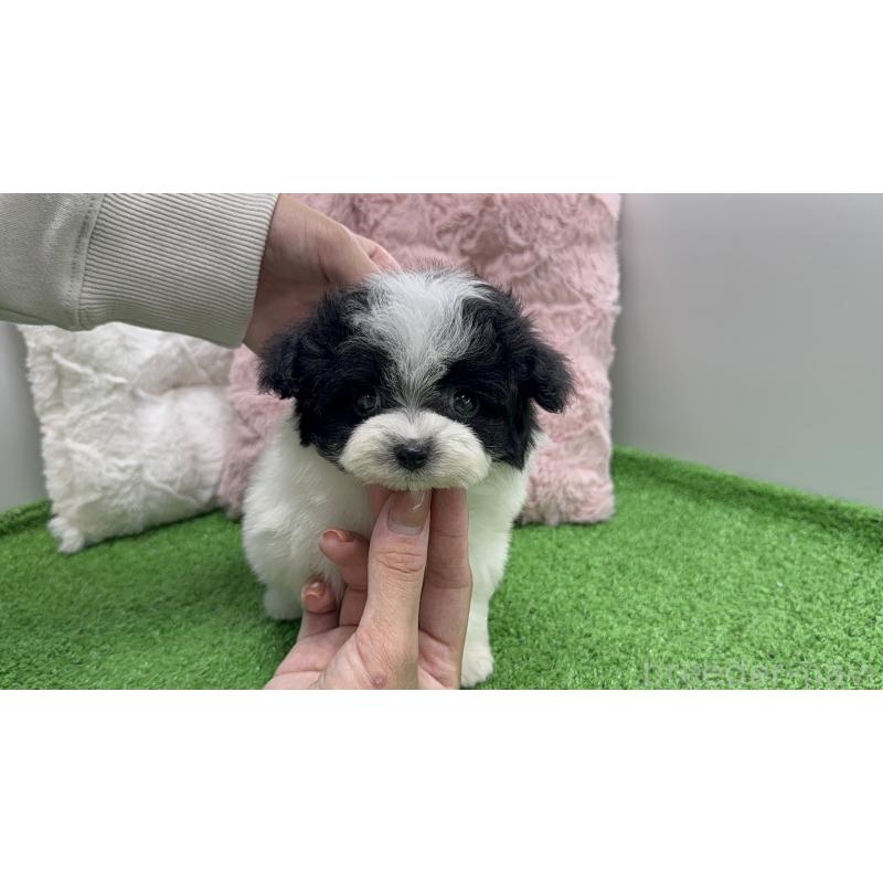 販売中の東京都のマルプー:マルチーズ×トイプードル-456332の2枚目