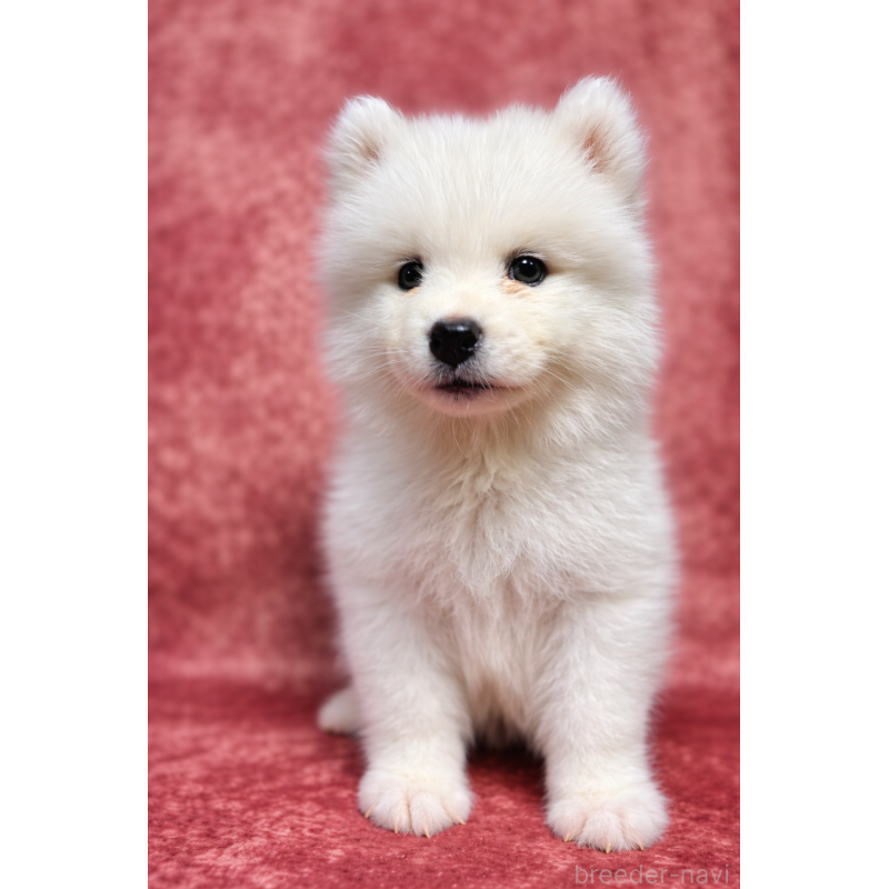 販売中の埼玉県のサモエド-456333の17枚目