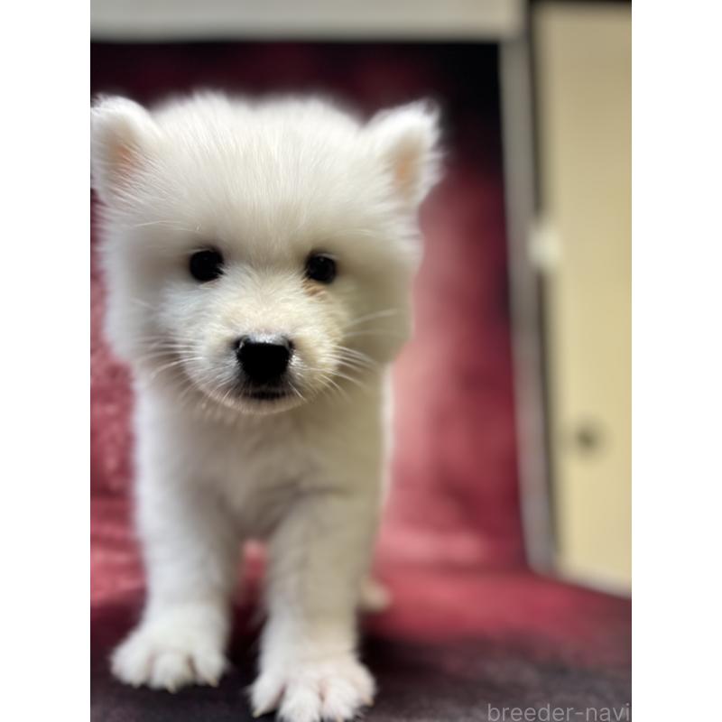 販売中の埼玉県のサモエド-456333の16枚目