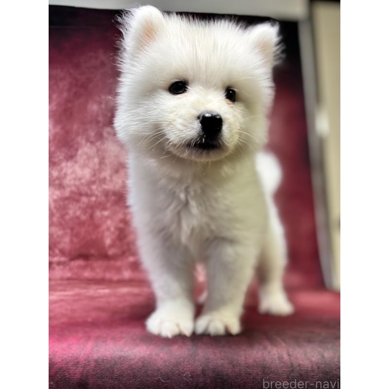 販売中の埼玉県のサモエド-456333の15枚目