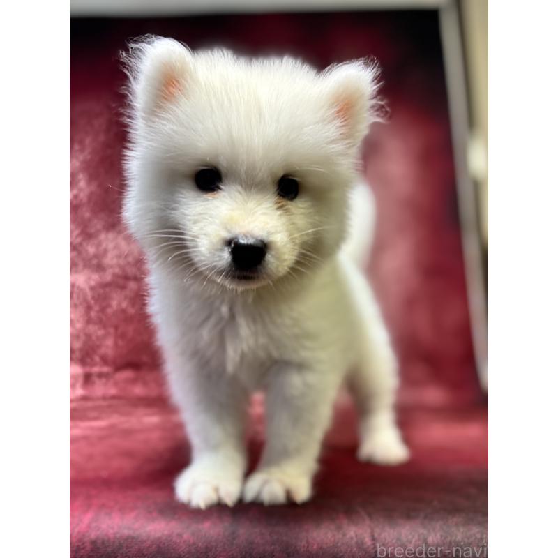 販売中の埼玉県のサモエド-456333の14枚目