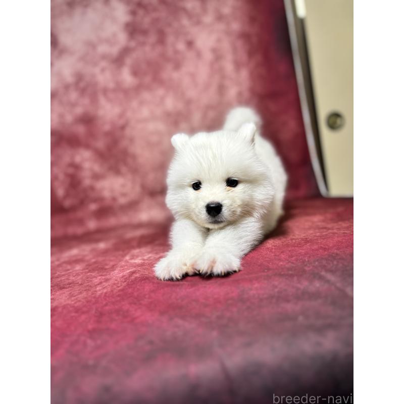 販売中の埼玉県のサモエド-456333の13枚目