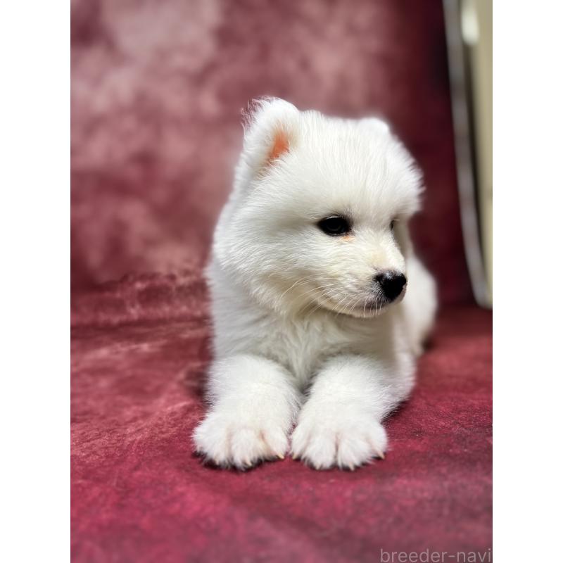 販売中の埼玉県のサモエド-456333の12枚目