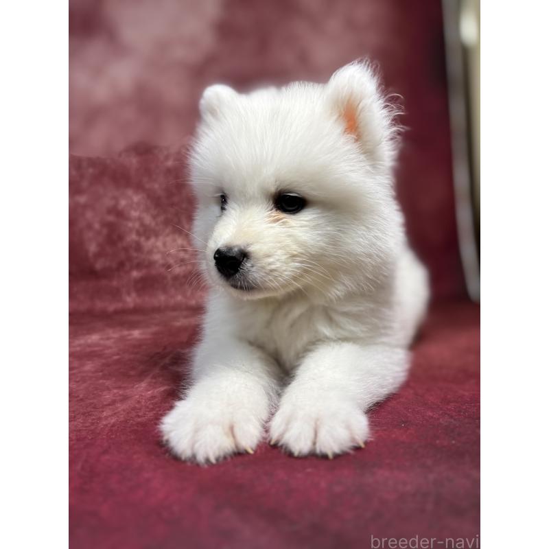 販売中の埼玉県のサモエド-456333の11枚目