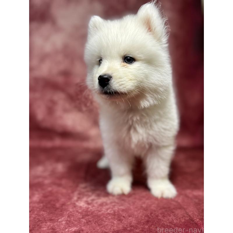 販売中の埼玉県のサモエド-456333の10枚目