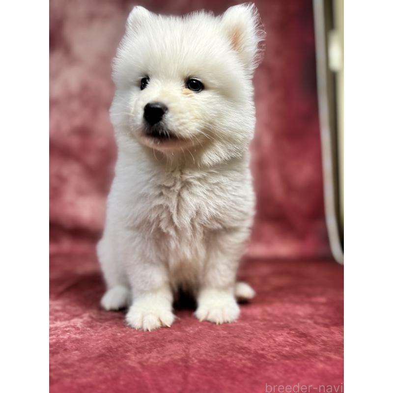 販売中の埼玉県のサモエド-456333の9枚目