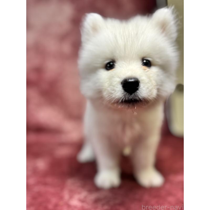 販売中の埼玉県のサモエド-456333の8枚目