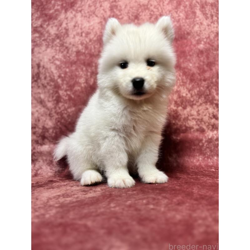 販売中の埼玉県のサモエド-456333の7枚目