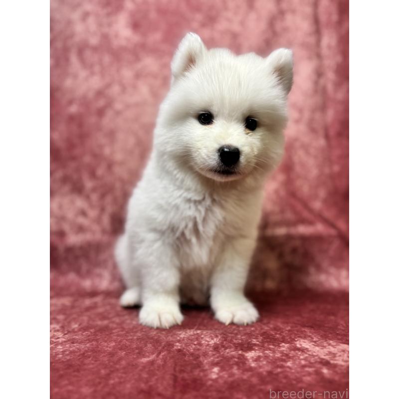 販売中の埼玉県のサモエド-456333の6枚目