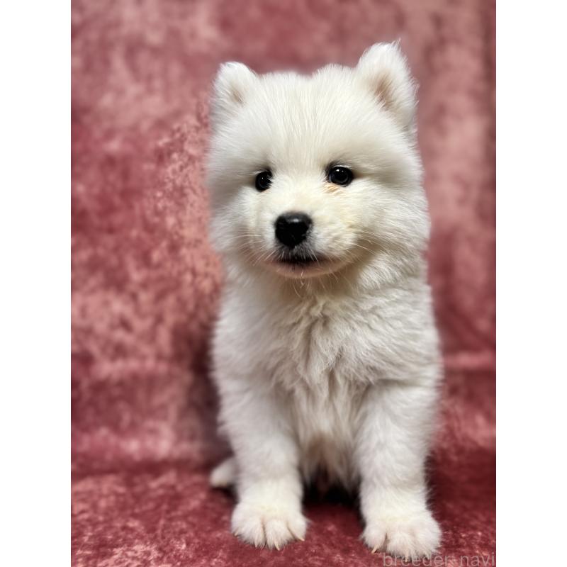 販売中の埼玉県のサモエド-456333の5枚目