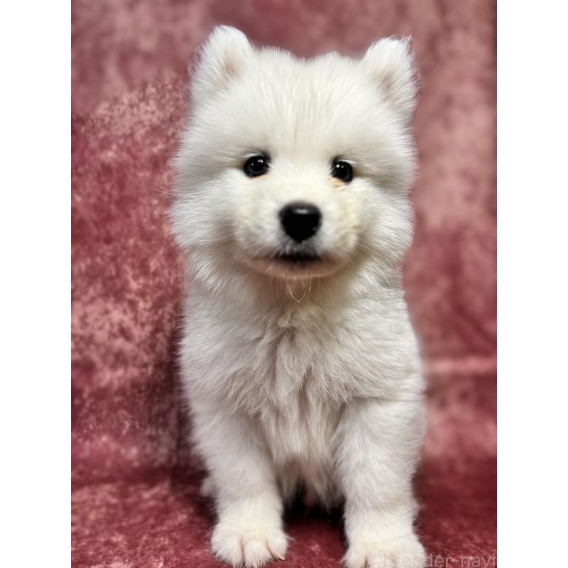 販売中の埼玉県のサモエド-456333の4枚目