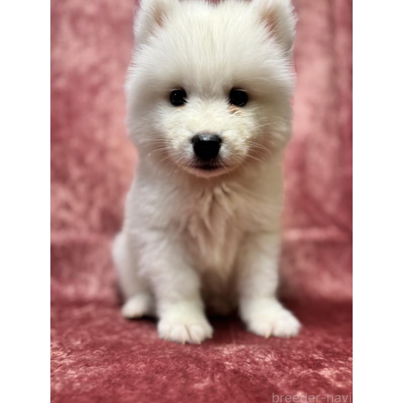 販売中の埼玉県のサモエド-456333の3枚目