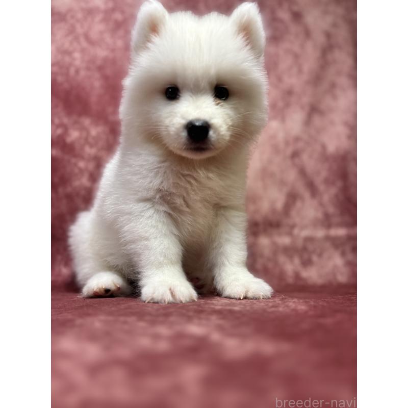 販売中の埼玉県のサモエド-456333の2枚目