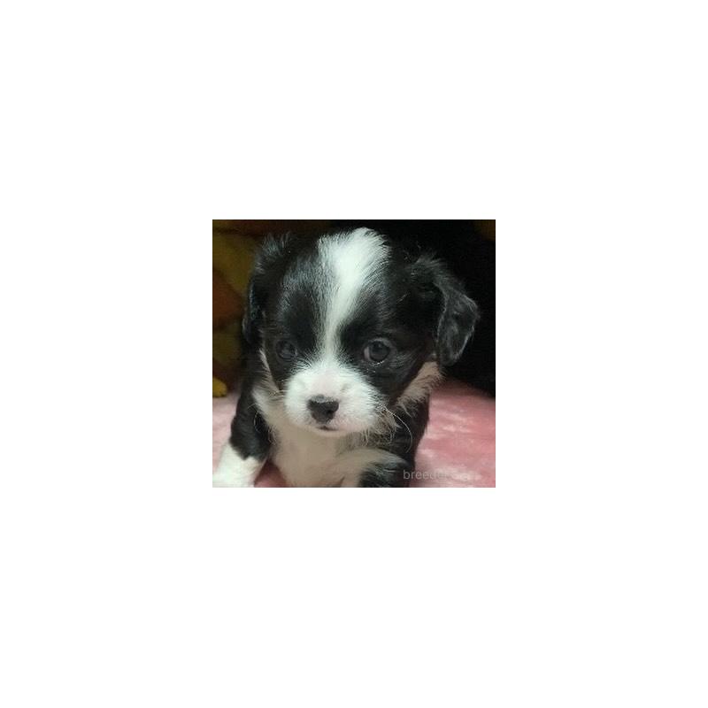 販売中の静岡県のチワプー:チワワ×トイプードル-449831