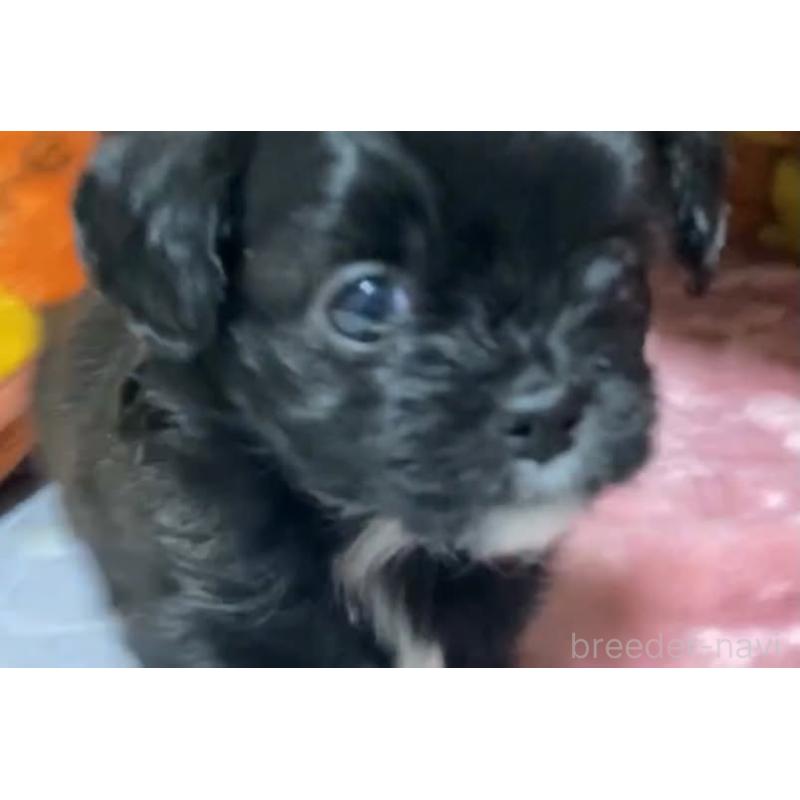 販売中の静岡県のチワプー:チワワ×トイプードル-454846