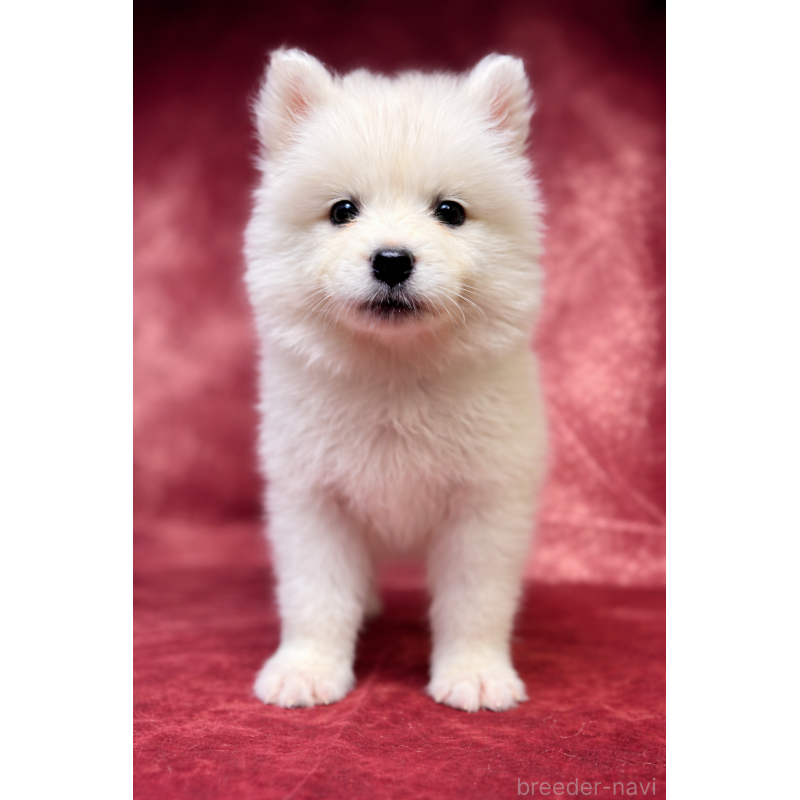 販売中の埼玉県のサモエド-456334の19枚目