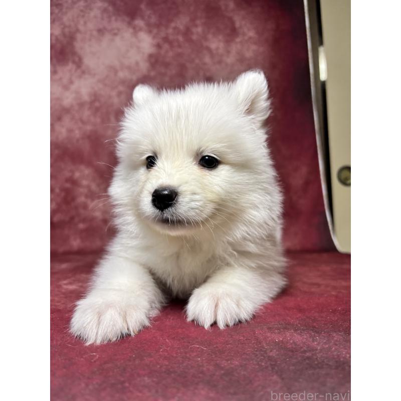 販売中の埼玉県のサモエド-456334の18枚目