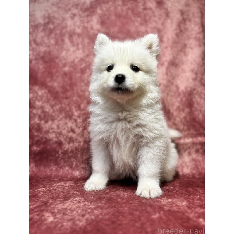 販売中の埼玉県のサモエド-456334の17枚目