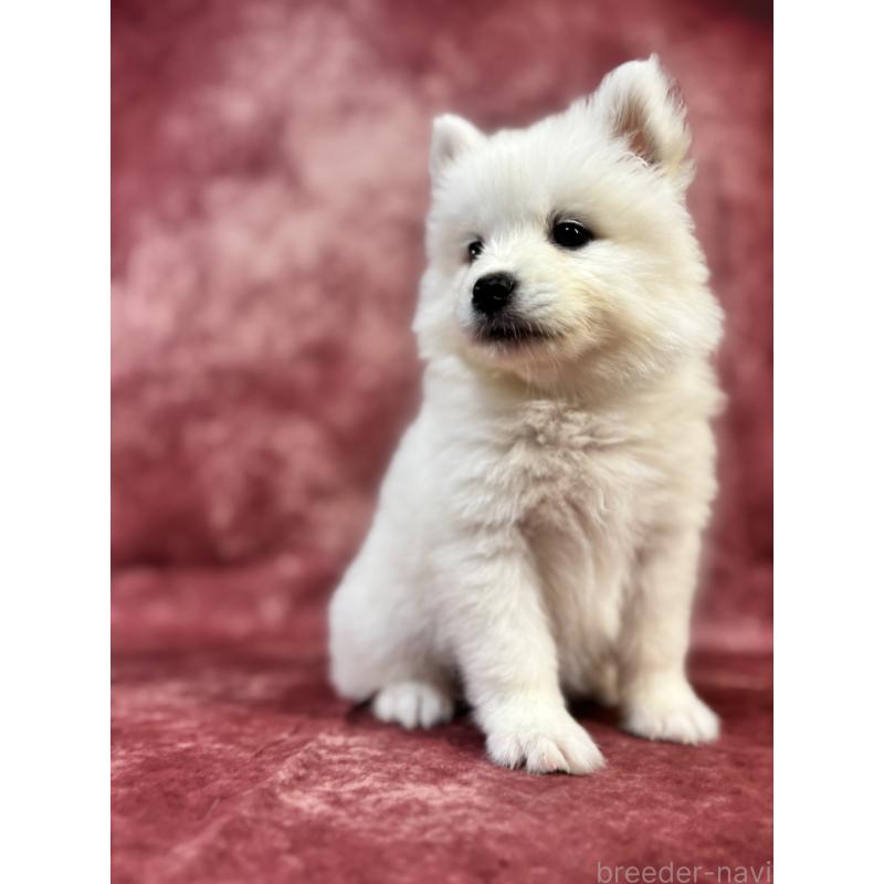 販売中の埼玉県のサモエド-456334の16枚目