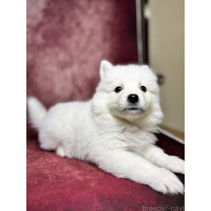 販売中の埼玉県のサモエド-456334の15枚目