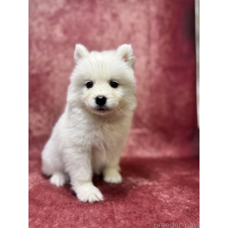 販売中の埼玉県のサモエド-456334の14枚目