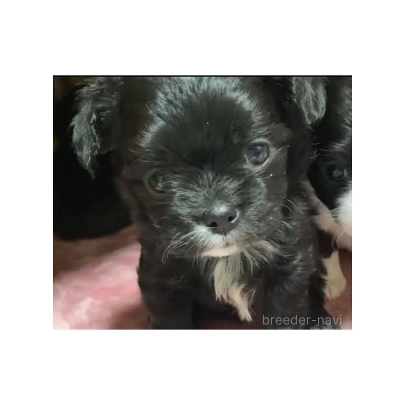 販売中の静岡県のチワプー:チワワ×トイプードル-454849