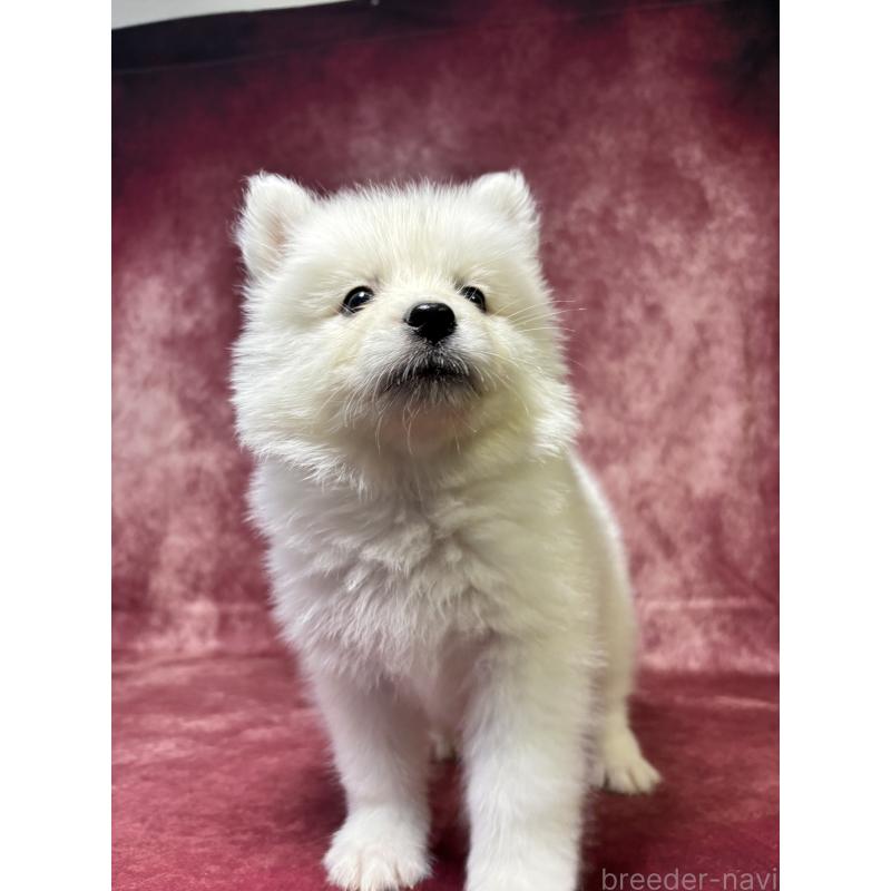 販売中の埼玉県のサモエド-456334の13枚目