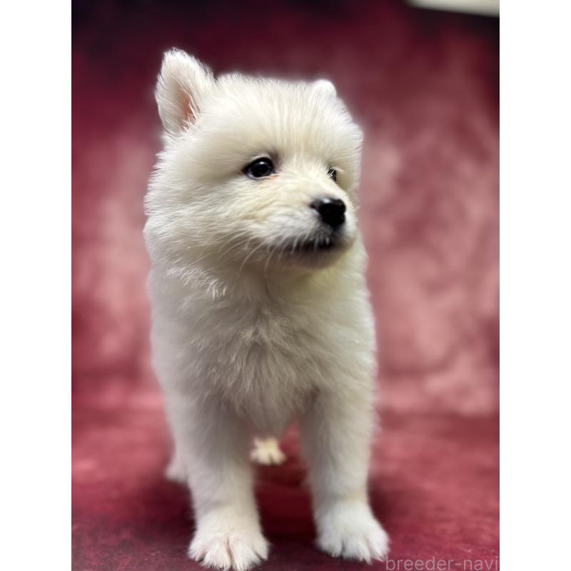 販売中の埼玉県のサモエド-456334の12枚目