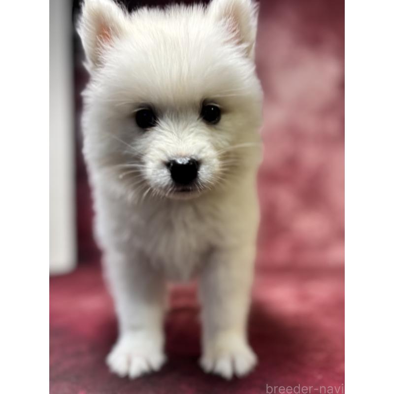 販売中の埼玉県のサモエド-456334の11枚目