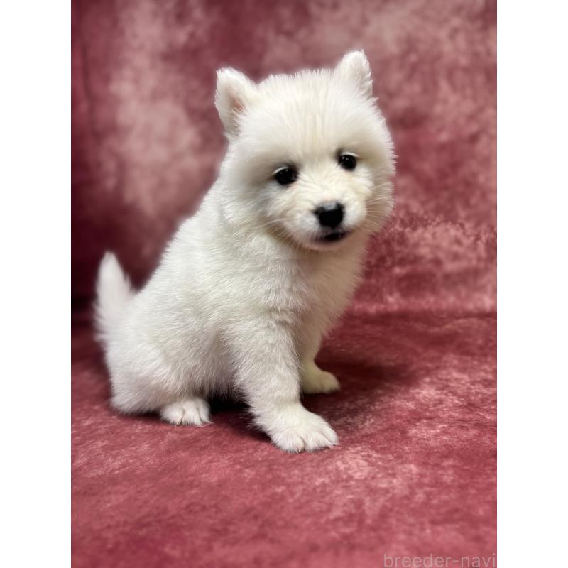 販売中の埼玉県のサモエド-456334の10枚目