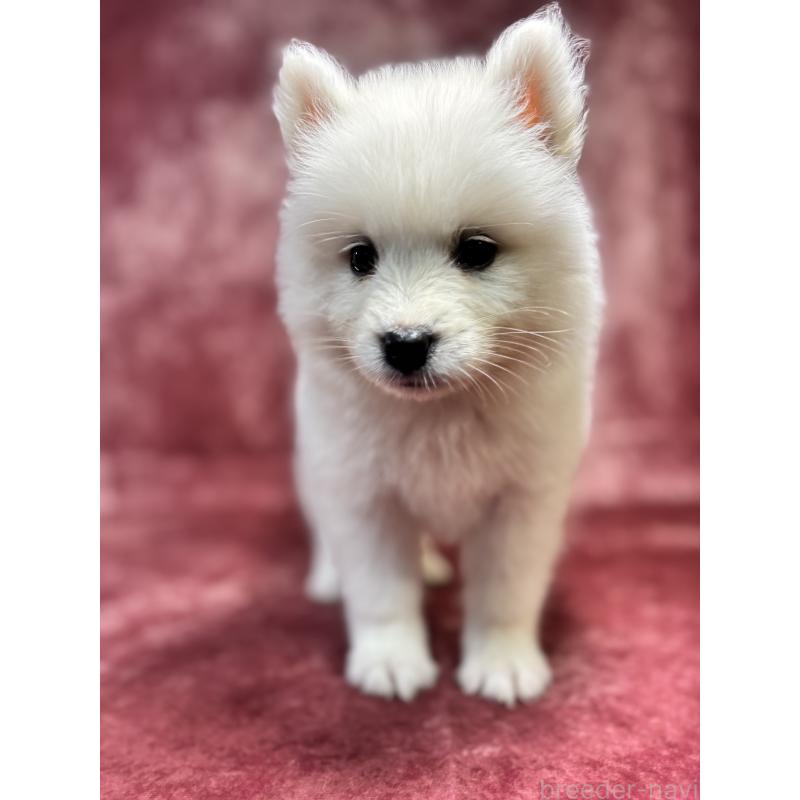 販売中の埼玉県のサモエド-456334の9枚目