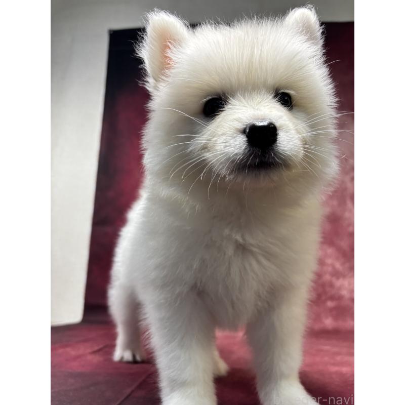 販売中の埼玉県のサモエド-456334の8枚目