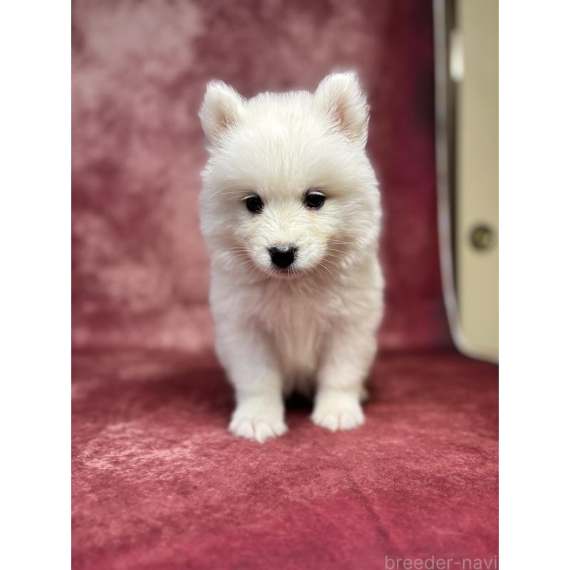 販売中の埼玉県のサモエド-456334の7枚目