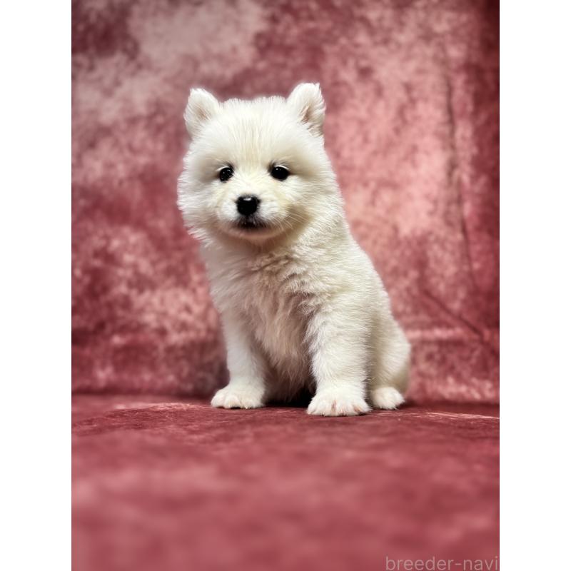 販売中の埼玉県のサモエド-456334の6枚目