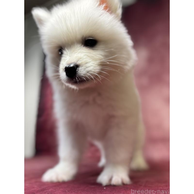 販売中の埼玉県のサモエド-456334の4枚目