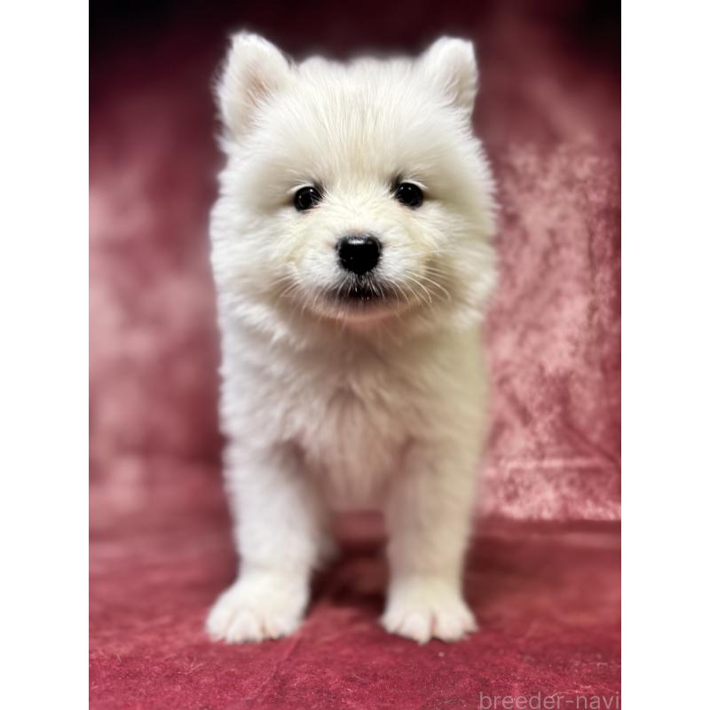 販売中の埼玉県のサモエド-456334の3枚目