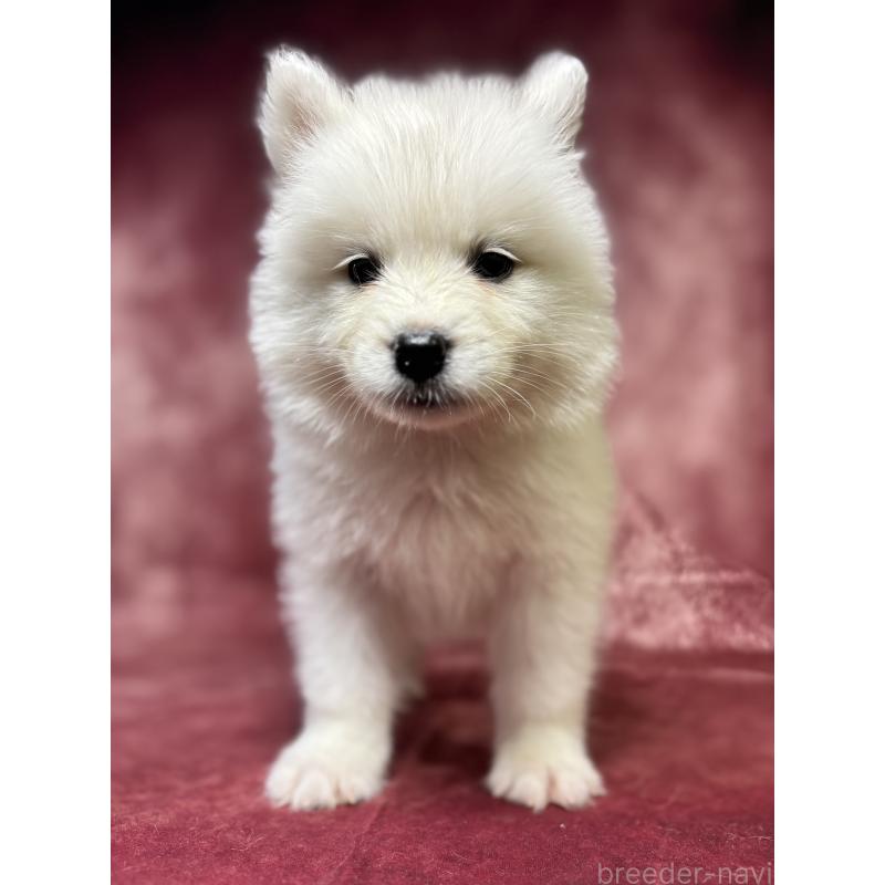 販売中の埼玉県のサモエド-456334の2枚目