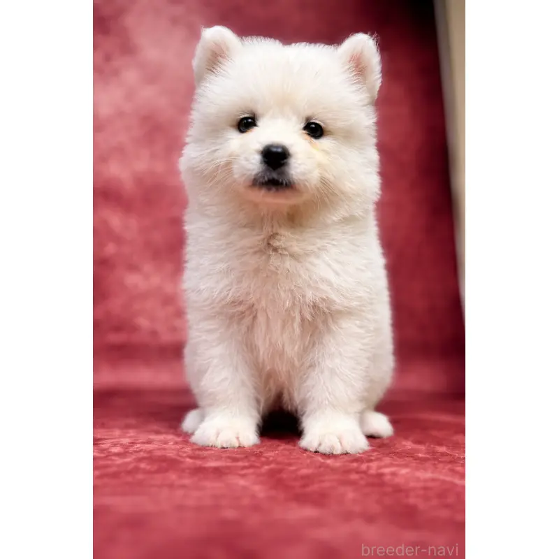 販売中の埼玉県のサモエド-456336の12枚目