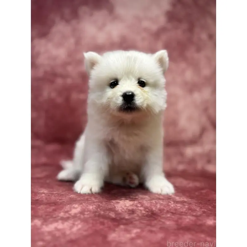 販売中の埼玉県のサモエド-456336の11枚目