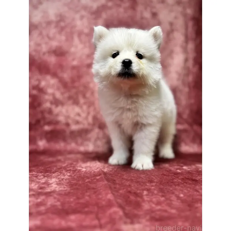 販売中の埼玉県のサモエド-456336の10枚目