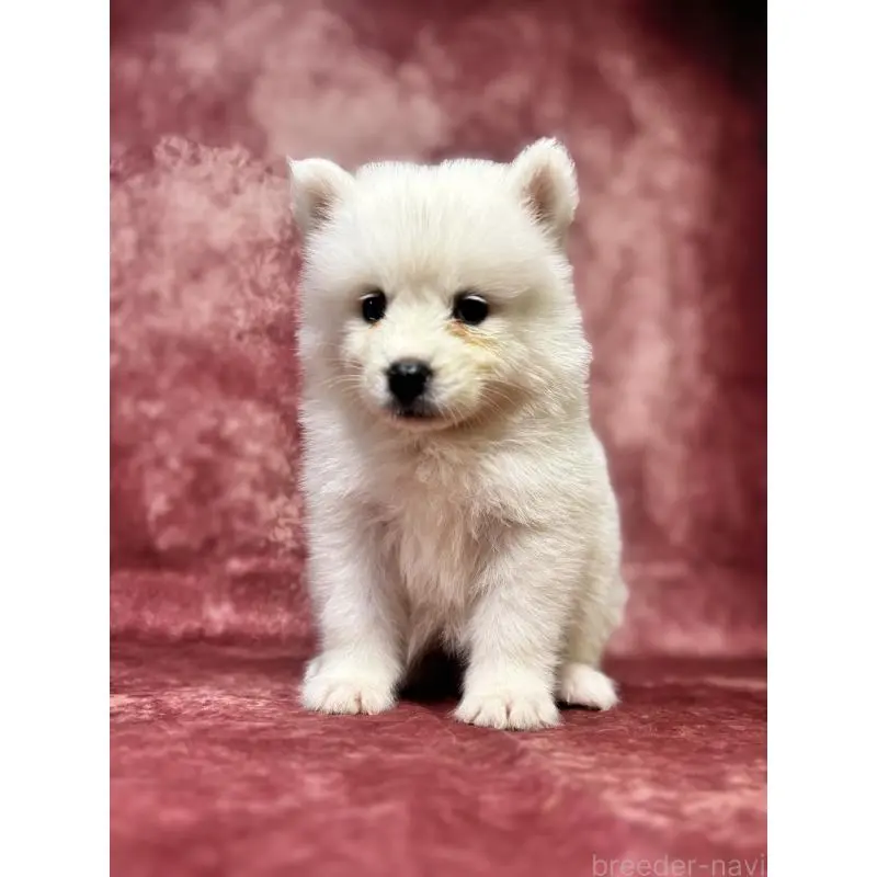 販売中の埼玉県のサモエド-456336の9枚目