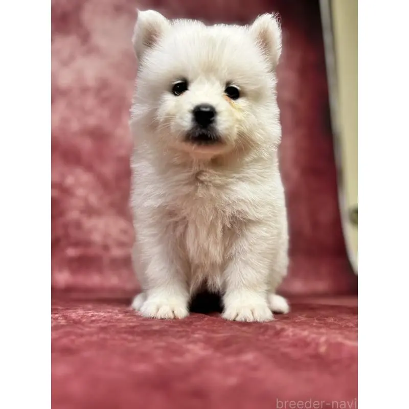 販売中の埼玉県のサモエド-456336の8枚目