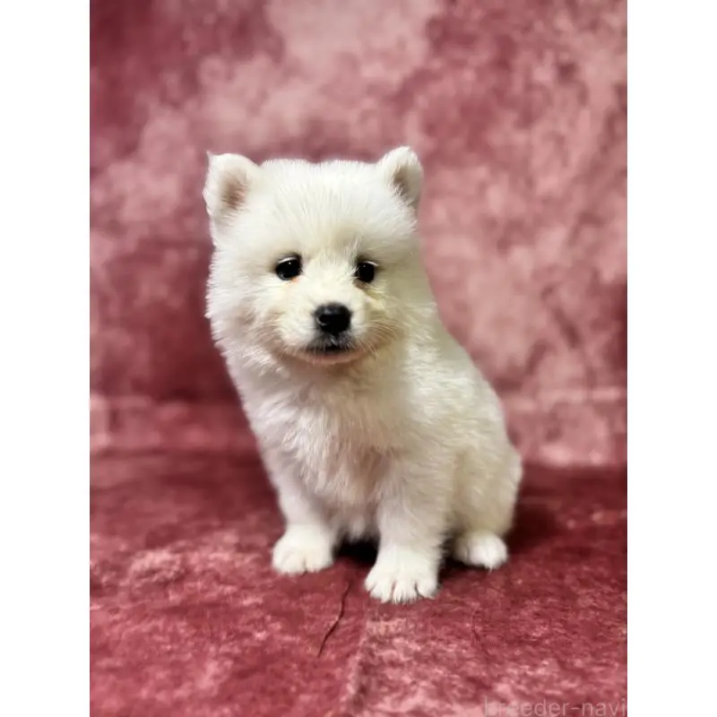 販売中の埼玉県のサモエド-456336の7枚目