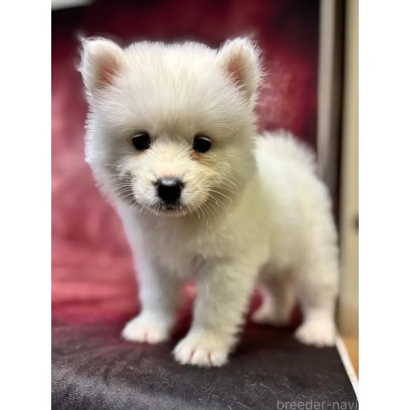 販売中の埼玉県のサモエド-456336の4枚目